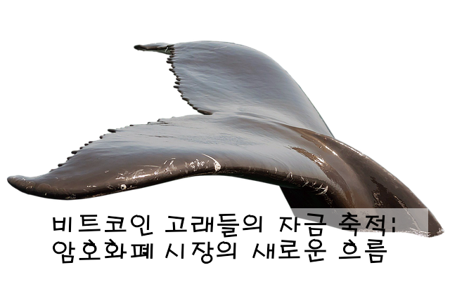 비트코인 고래들의 자금 축적: 암호화폐 시장의 새로운 흐름