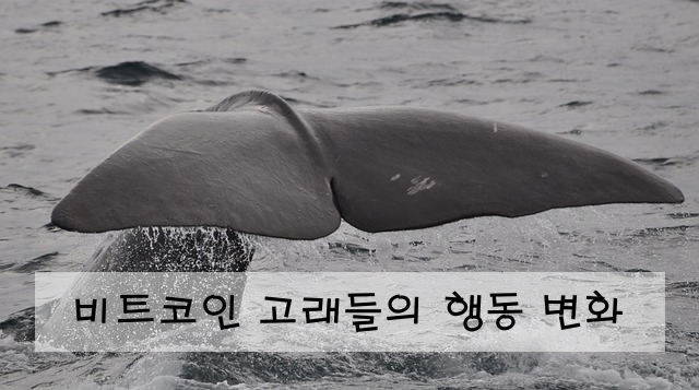 비트코인 고래들의 행동 변화