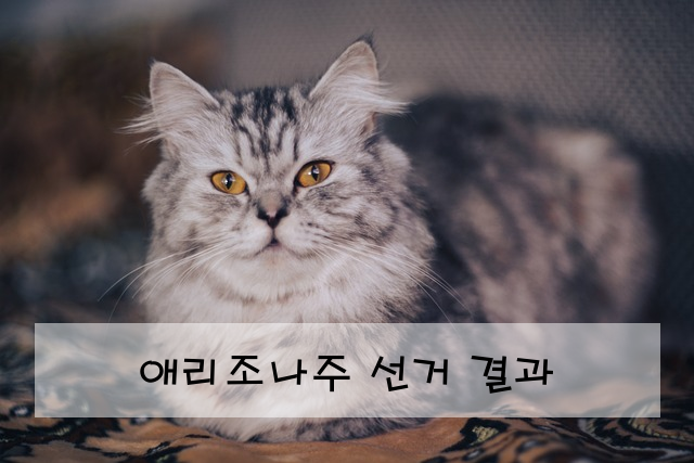 애리조나주 선거 결과