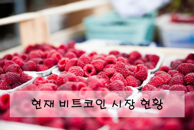 현재 비트코인 시장 현황