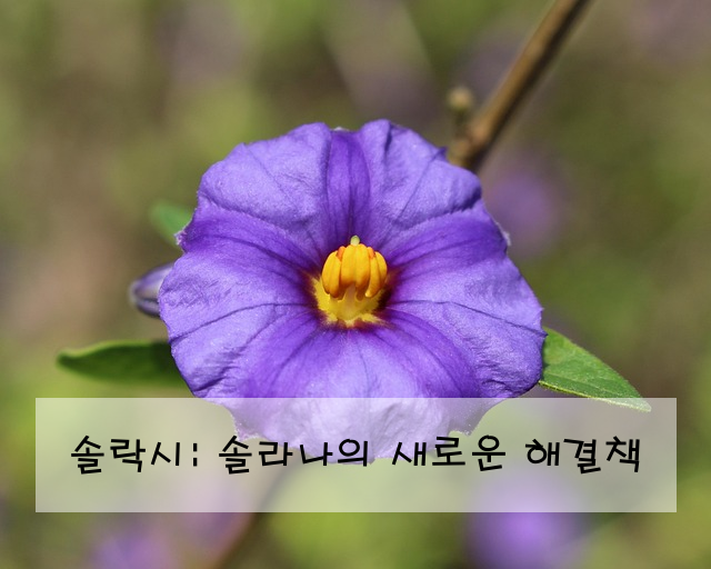솔락시: 솔라나의 새로운 해결책