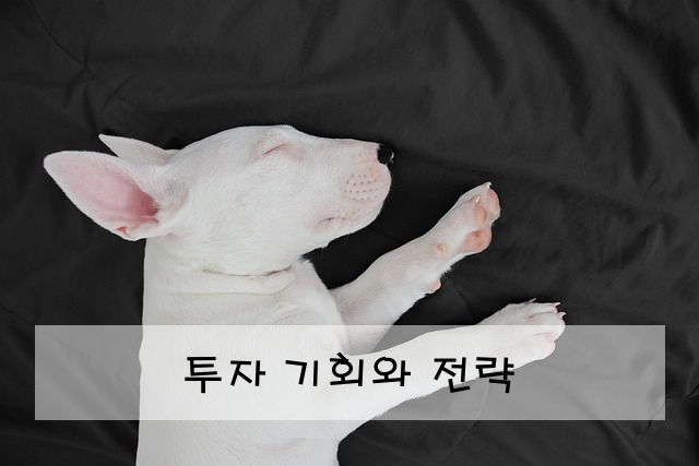투자 기회와 전략