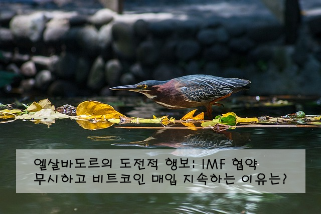 엘살바도르의 도전적 행보: IMF 협약 무시하고 비트코인 매입 지속하는 이유는?
