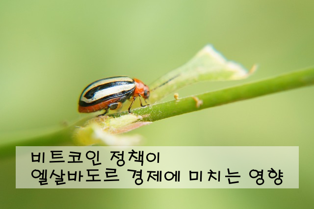 비트코인 정책이 엘살바도르 경제에 미치는 영향