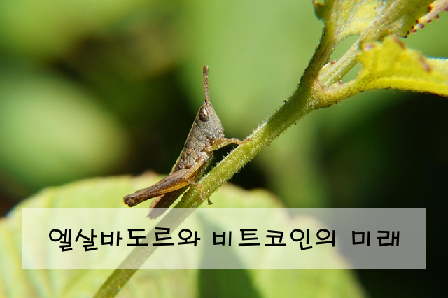 엘살바도르와 비트코인의 미래