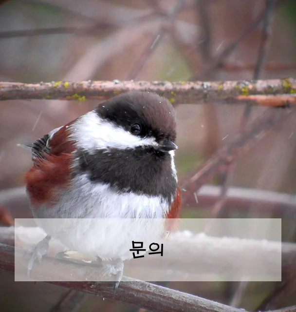 문의