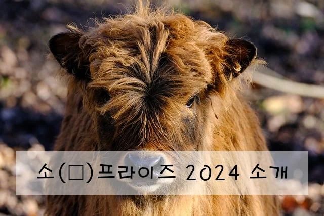 소(牛)프라이즈 2024 소개